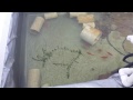Cannabis Aquaponics grow room.