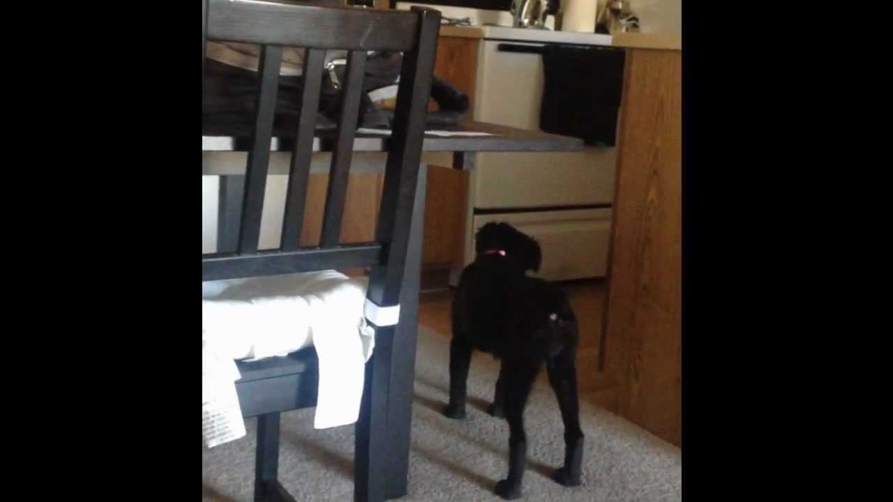 Dog sees a ghost! Real! Caught on tape! YouTube
