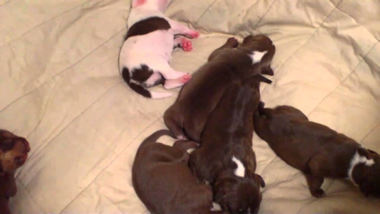 newborn pitbull puppies new born rednose pitbull puppies and 1 tri color newborn pitbull puppies new born rednose pitbull puppies and 1 tri color