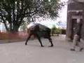 BigDog Beta (early Big Dog quadruped robot testing)