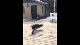 German Shepherd Slow Motion Fall