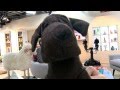 Chien & Chat : l'assurance d'une bonne santé