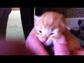 Chaton qui miaule