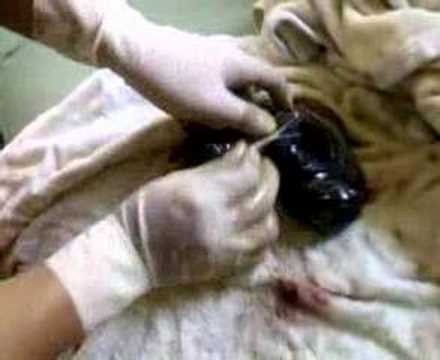 pug labor delivery ป ก คลอดล ก pug in labor pug labor delivery ป ก คลอดล ก pug in labor