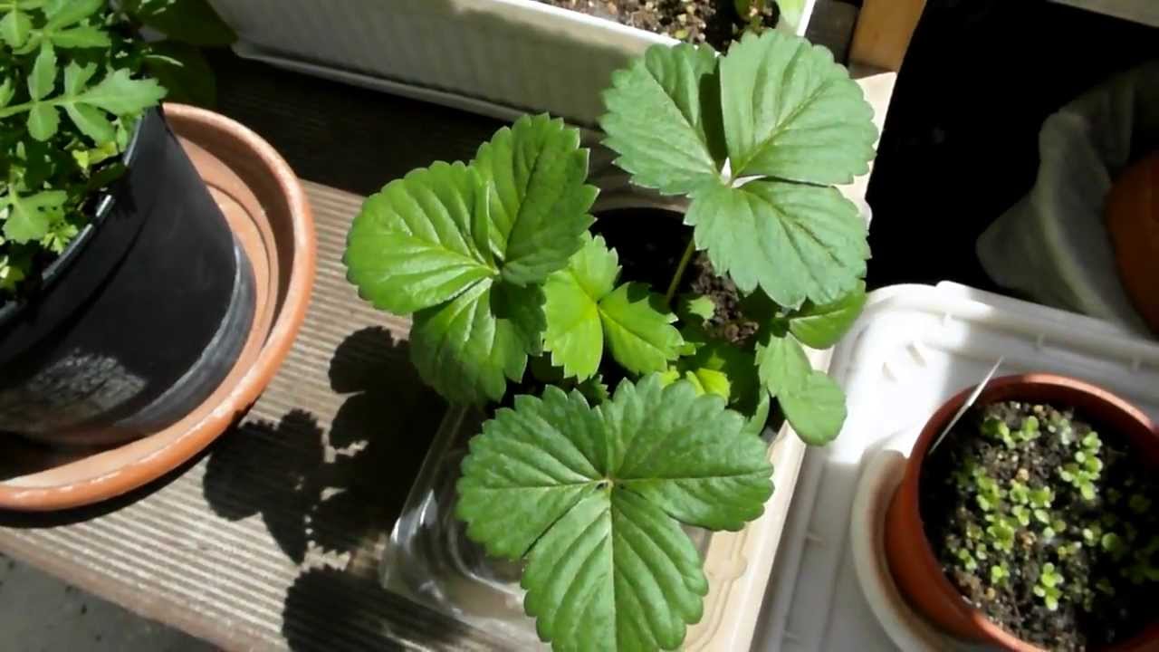 Огород на балконе (urban gardening) 23.06.2013.