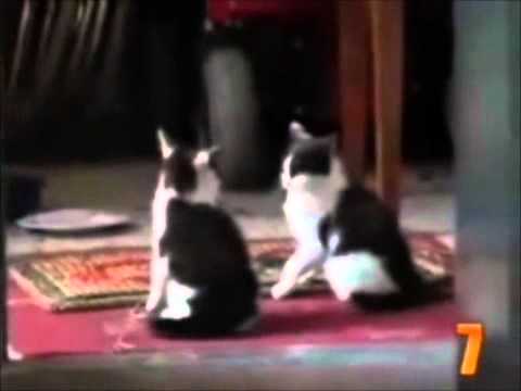 gatos malucos