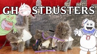 Ghostbusters (Cute Kitten Version) a tribute to Harold Ramis