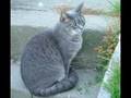 Warrior cats of Starclan