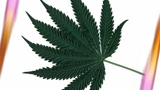 Cannabis - Wie gefährlich ist die Droge?