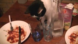 Cute cat sticks its head in a cup for a drink