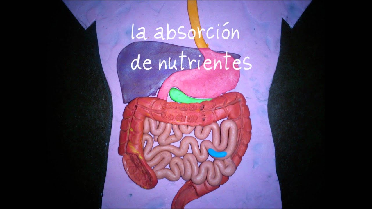 Imagenes Del Sistema Digestivo Humano Imagenes Del Sistema Digestivo Humano