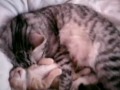 Cat mom hugs baby kitten - International Hug Day ecards - Events Greeting Cards