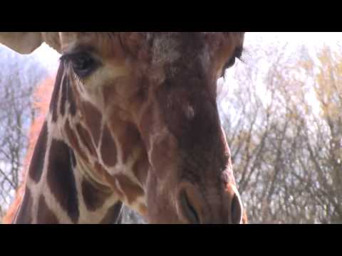 Zanesville Animals Wilds Escape Buffalo Rhino Cheetah Giraffe Wild Dog