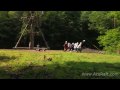 Alpine Tower Corporate Team Building | ACE Adventure Resort HD Video Alpine Tower Corporate Team Building | ACE Adventure Resort HD Video