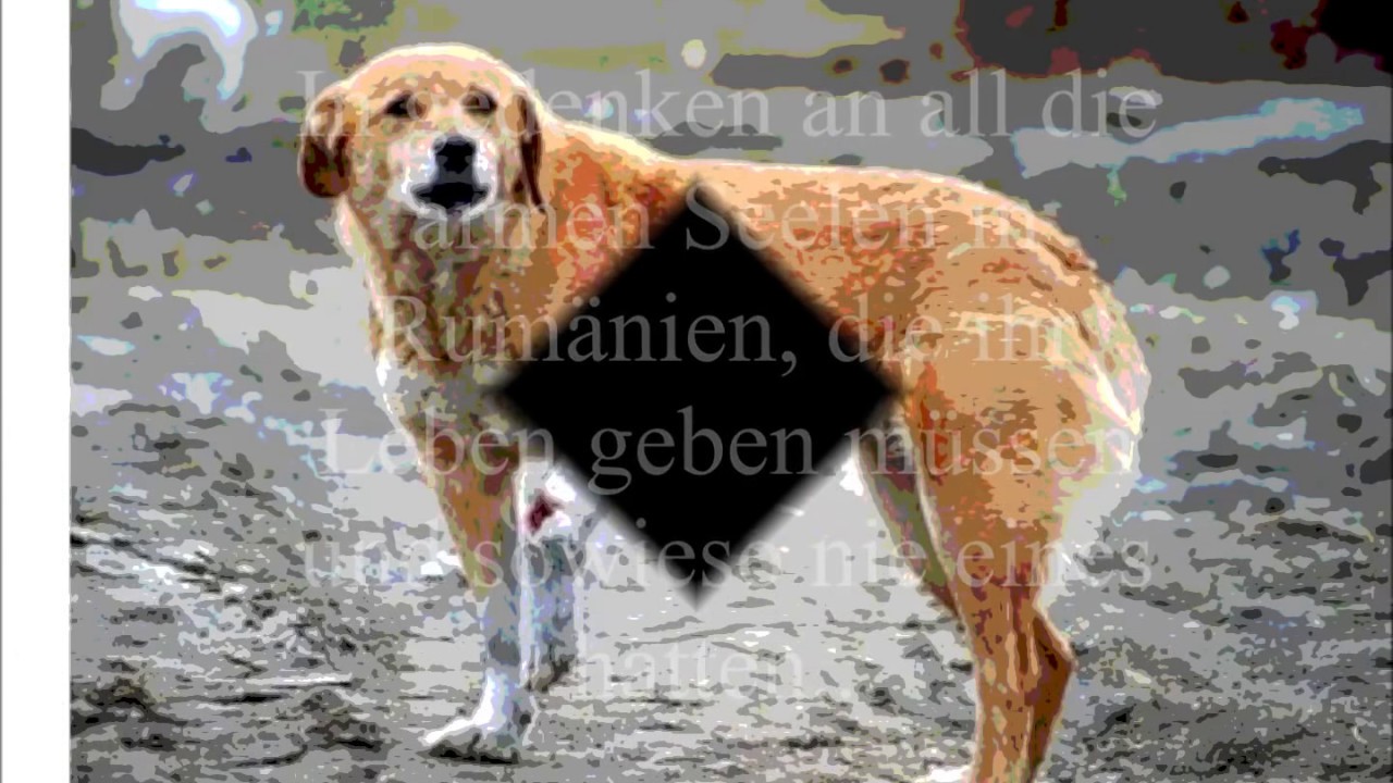 Hunde in Rumänien YouTube