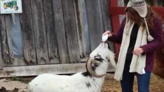 Goat Sneeze Scares Girl!