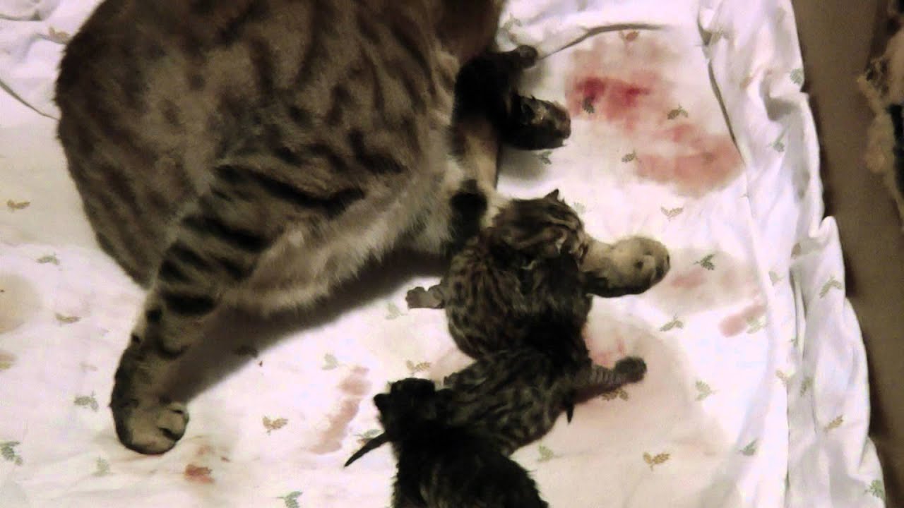 Lynx Hybrid WARNING Graphic kitten birth YouTube