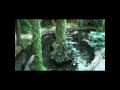 Gaylord Palms Resort, Kissimmee Fl