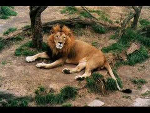 Les animaux sauvages. - YouTube