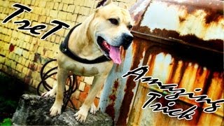 TreT- Amazing Trick (Parkour Dog From Ukraine 2012)