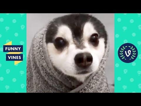 TRY NOT TO LAUGH - New Year, New Funny Animals!