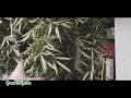 Outdoor Cannabis: Harvest Part 4