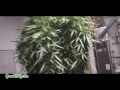 Outdoor Cannabis: Harvest Part 4