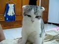 【可愛的貓貓cutecat】 可愛貓除了會握手還會使喚人喔!