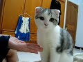 【可愛的貓貓cutecat】 可愛貓除了會握手還會使喚人喔!