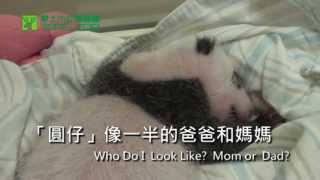 圓仔像一半的爸爸和媽媽 Who Do I Look Like? Mom or Dad?