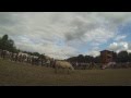 Fête du Cheval à Griesheim-près-Molsheim 31.08.2014 (partie2)