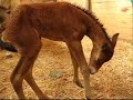 Cutest Baby Horse Ever - Funny Bloopers