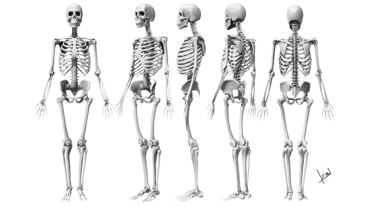 Скелет человека реферанс