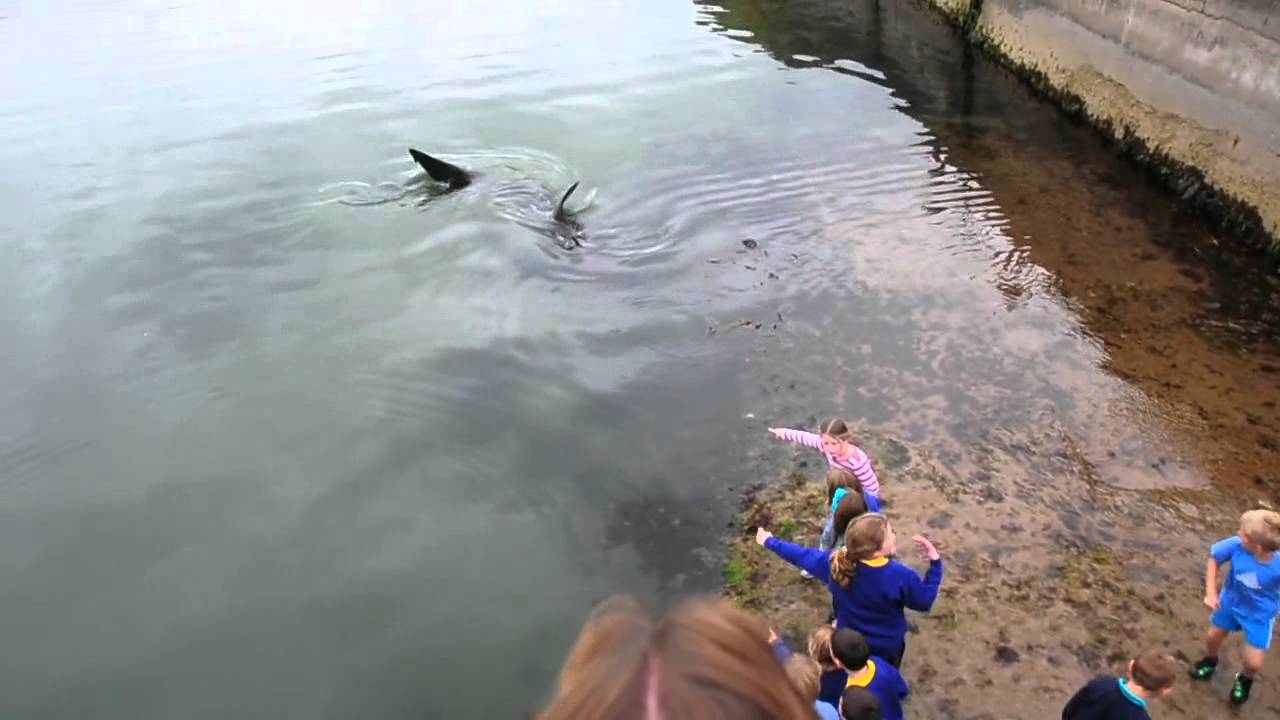 Shark in Portrush Harbour (Northern Ireland) - YouTube