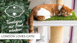 Lady Dinah's Cat Emporium - time lapse of the window platforms