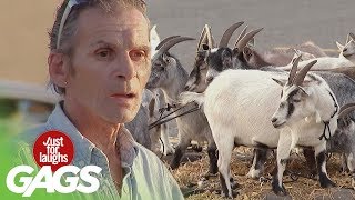 Skrytá kamera s kozami a ovcami