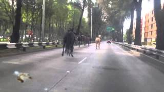 Caballos desbocados sobre Circuito. Policía Montada