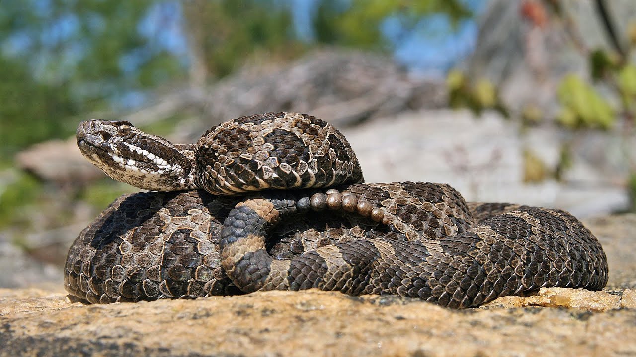 The Massasauga Rattlesnake: Ontario Wildlife Video Series - YouTube