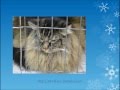Le Noël des Chats 2012 - Vidéo MarieBo Solutions