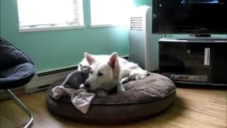 Sleepy Dog Annoyed By Adorable Kitten!