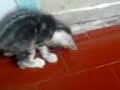 Kucing Main Bola
