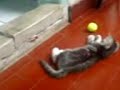 Kucing Main Bola