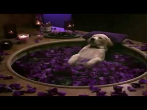 cottonelle puppy cottonelle commercial puppy gets pered cottonelle puppy cottonelle commercial puppy gets pered