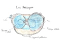 Anatomie de la Cuisse et du Genou