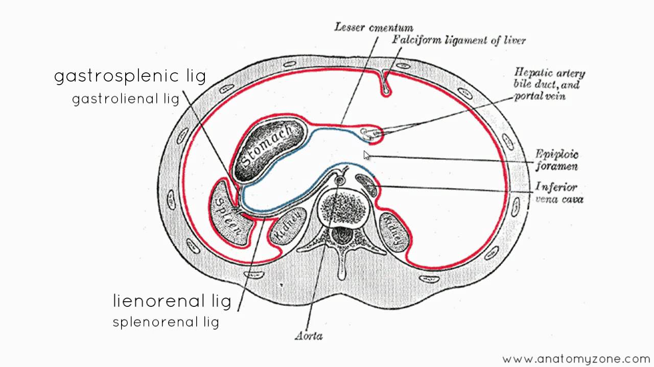 Peritoneal Cavity - Part 3 - Anatomy Tutorial - YouTube