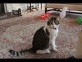 Larry the Downing Street cat - no comment