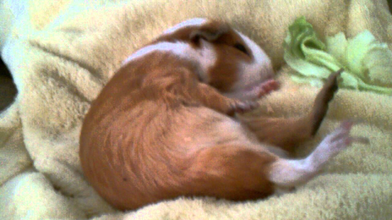 Do Guinea Pigs Get Heat Cycle at Marjorie Annunziata blog