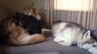 Sleepy husky gets a massage from a frisky kitty