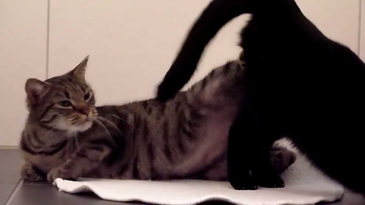 Cat Mating Lesbian Cats Going Crazy So Funny With 13475 | Hot Sex Picture
