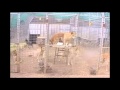 Умная собака динго Умная собака динго